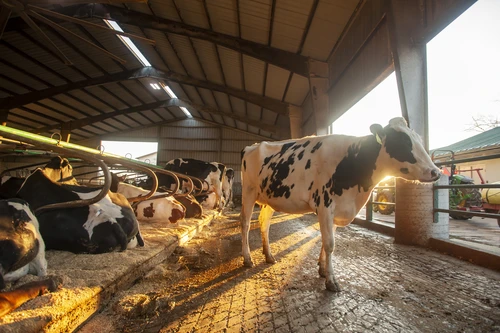 Cows at Jones Dairy.