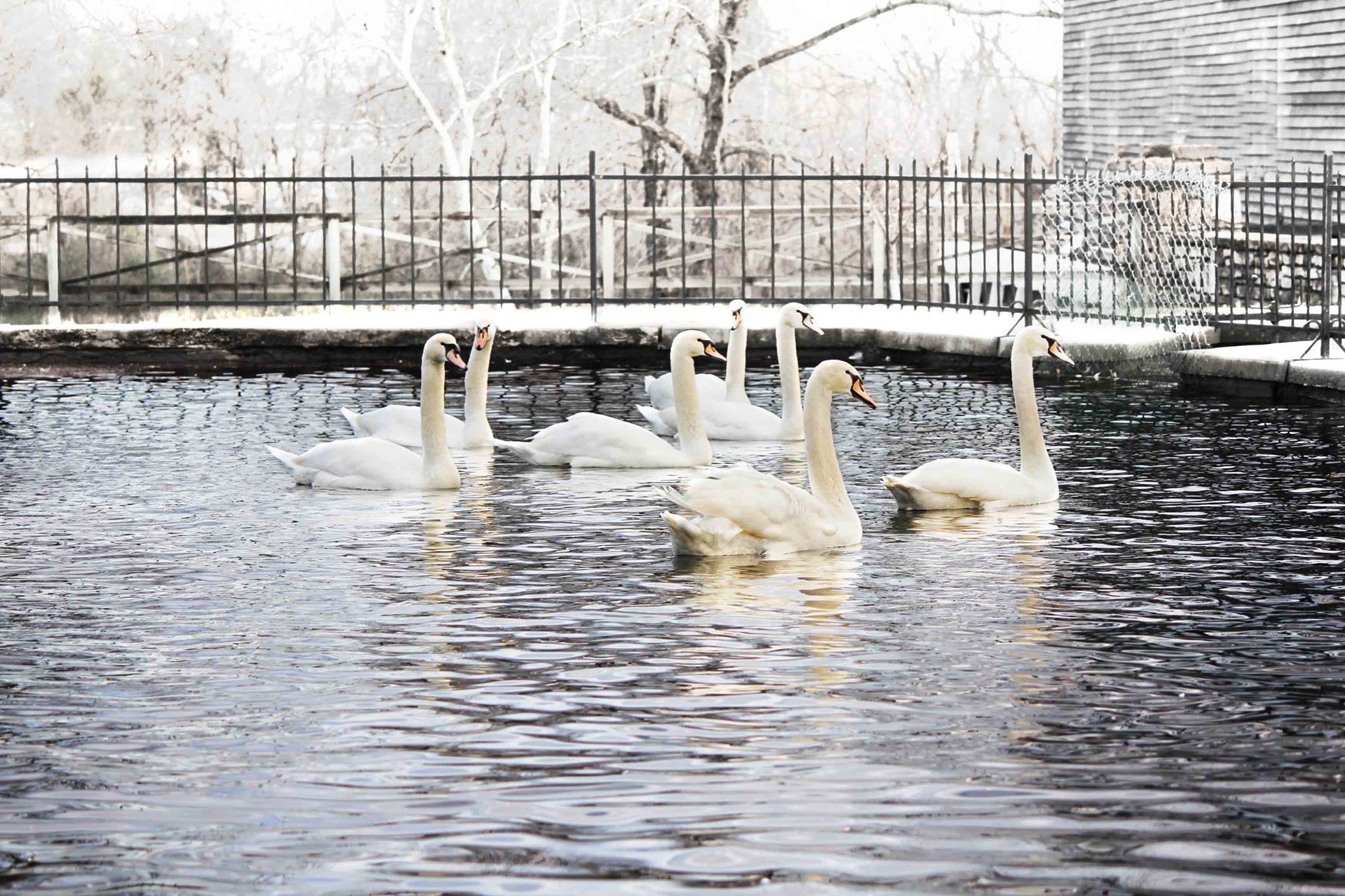 Swan couples in Lake Honor