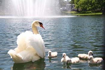 Five baby swans born at C of O.