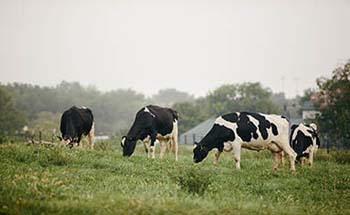 C of O receives Holstein ranking