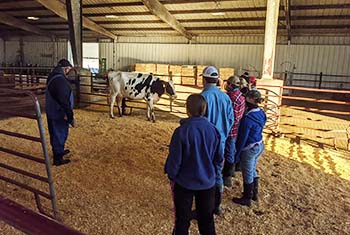 College of the Ozarks dairy receives "Excellent" classifications, national rankings from Holstein Association 
