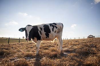 Approximately 30 students work in the dairy, and they put in between 12-20 hours per week